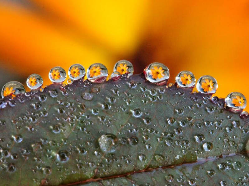 水质生物毒性检测标准（水质生物毒性检测技术汇总）