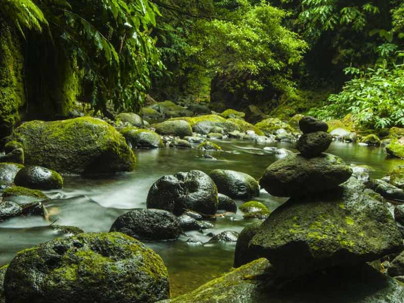 地表水叶绿素a测定仪原理（叶绿素a测定仪使用方法）