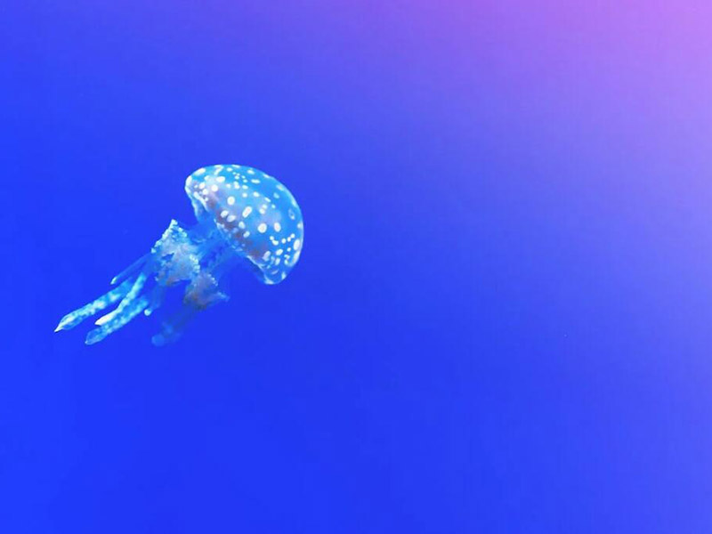 水质六价铬测定仪原理（水质六价铬测定仪使用说明）