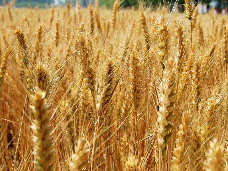 小麦种植入冬前用药效果最佳